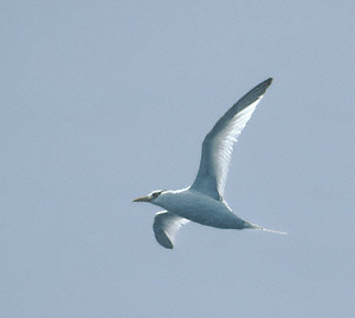 Red-billed Tropicbird (Phaethon aethereus) photo image