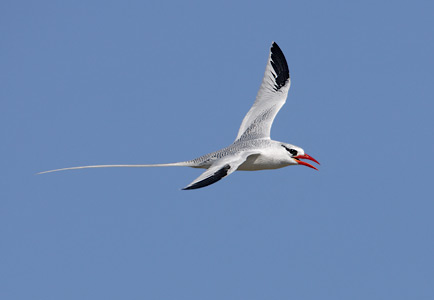 Red-billed Tropicbird (Phaethon aethereus) photo image