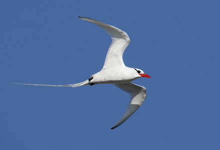 Red-billed Tropicbird (Phaethon aethereus) photo image