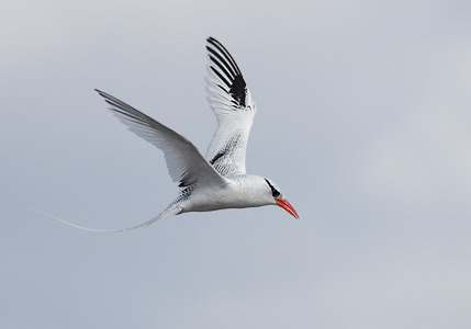 Red-billed Tropicbird (Phaethon aethereus) photo image