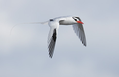 Red-billed Tropicbird (Phaethon aethereus) photo image