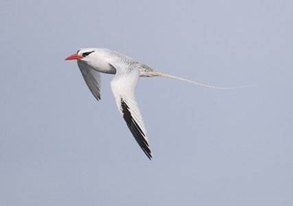 Red-billed Tropicbird (Phaethon aethereus) photo image