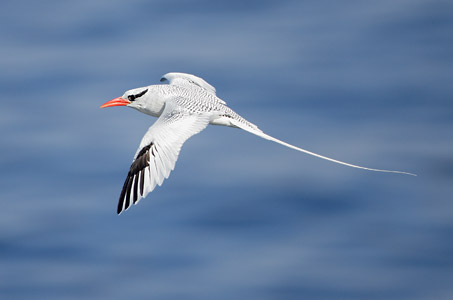 Red-billed Tropicbird (Phaethon aethereus) photo image