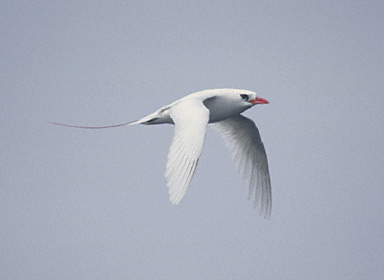 Red-tailed Tropicbird (Phaethon rubricauda) photo image