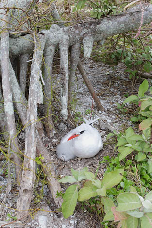 Red-tailed Tropicbird (Phaethon rubricauda) photo image