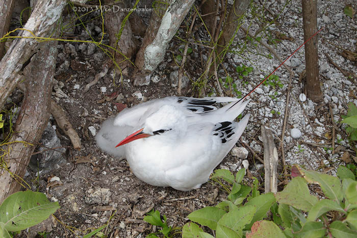 Red-tailed Tropicbird (Phaethon rubricauda) photo image