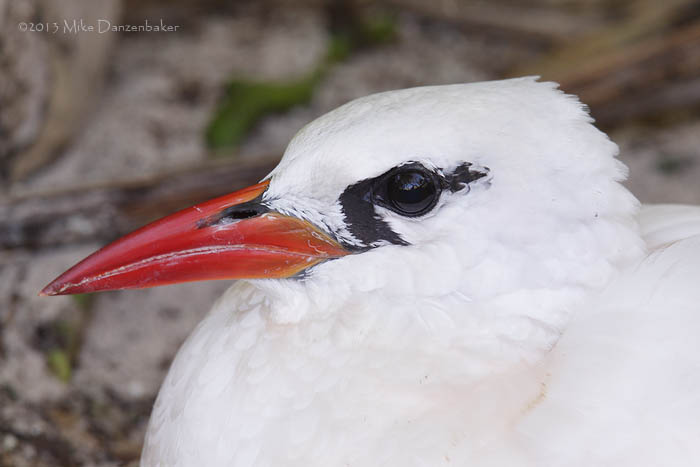 Red-tailed Tropicbird (Phaethon rubricauda) photo