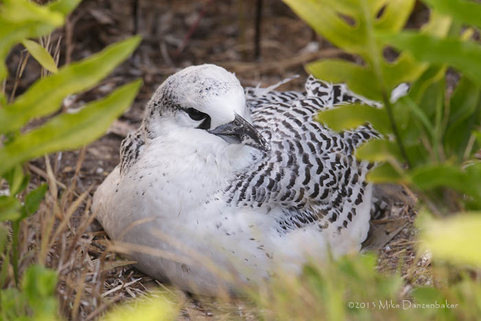 Red-tailed Tropicbird (Phaethon rubricauda) photo image