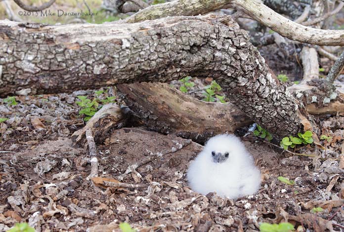 Red-tailed Tropicbird (Phaethon rubricauda) photo image