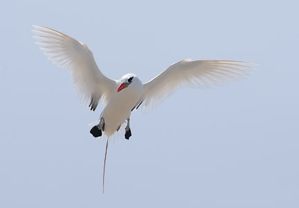 Red-tailed Tropicbird (Phaethon rubricauda) photo image