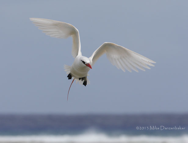 Red-tailed Tropicbird (Phaethon rubricauda) photo image