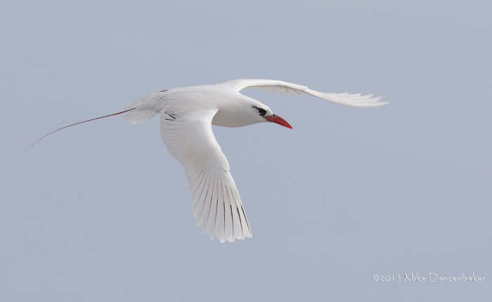 Red-tailed Tropicbird (Phaethon rubricauda) photo image