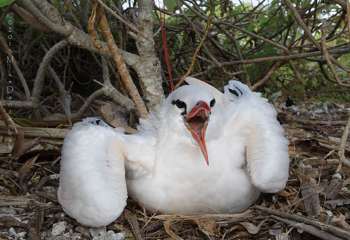 Red-tailed Tropicbird (Phaethon rubricauda) photo image