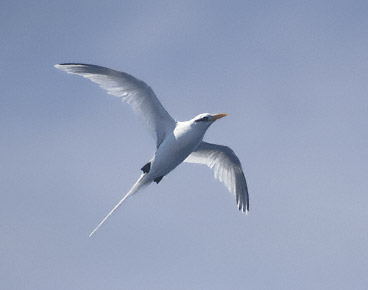 White-tailed Tropicbird (Phaethon lepturus) photo image
