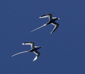 White-tailed Tropicbird (Phaethon lepturus) photo image