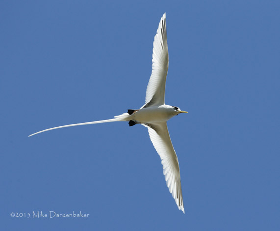 White-tailed Tropicbird (Phaethon lepturus) photo image