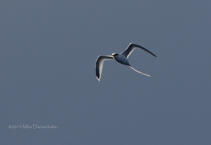 White-tailed Tropicbird (Phaethon lepturus) photo image