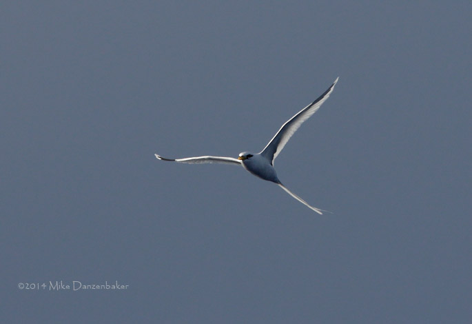 White-tailed Tropicbird (Phaethon lepturus) photo image