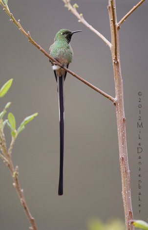 Black-tailed Trainbearer (Lesbia victoriae) photo image