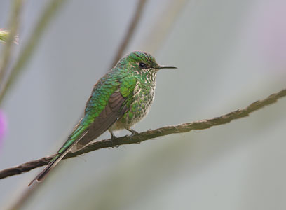 Green-tailed Trainbearer (Lesbia nuna) photo image