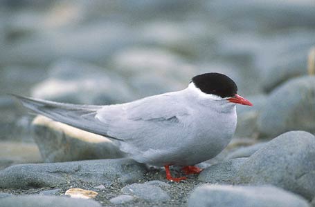 Antarctic Tern (Sterna vittata) photo image