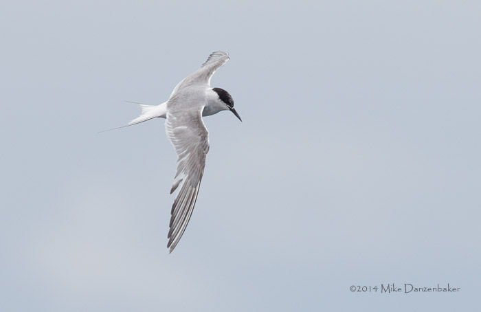 Arctic Tern (Sterna paradisaea) photo image