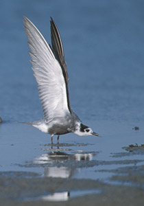Black Tern (Chlidonias niger) photo image