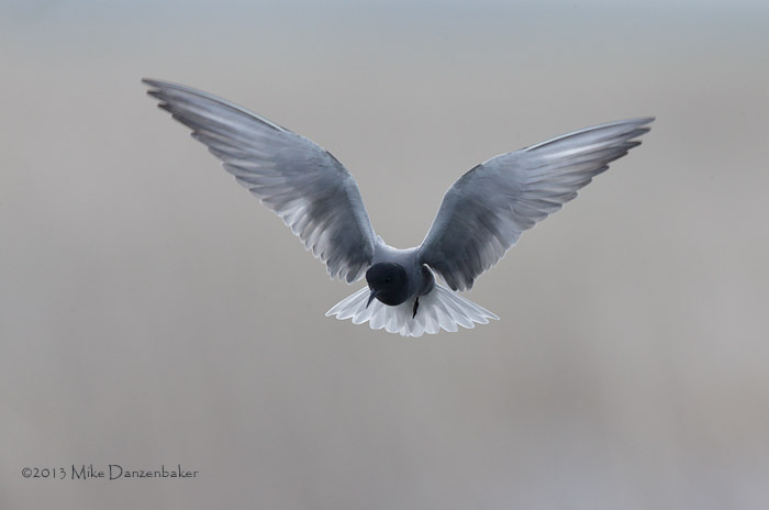 Black Tern (Chlidonias niger) photo image