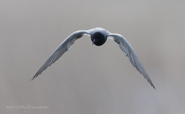 Black Tern (Chlidonias niger) photo image