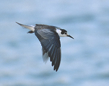 Black Tern (Chlidonias niger) photo image