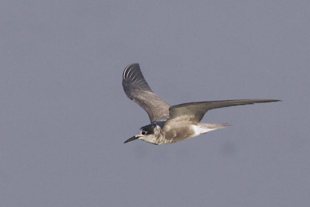 Black Tern (Chlidonias niger) photo image
