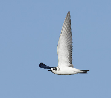 Black Tern (Chlidonias niger) photo image