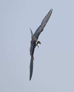 Black Tern (Chlidonias niger) photo image