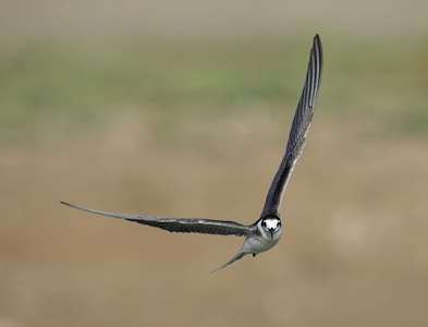 Black Tern (Chlidonias niger) photo image