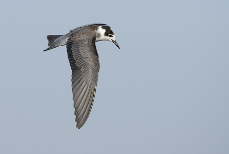 Black Tern (Chlidonias niger) photo image