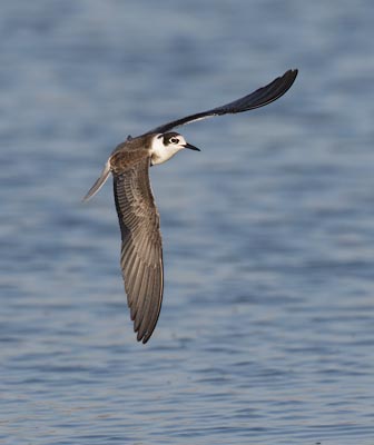 Black Tern (Chlidonias niger) photo image