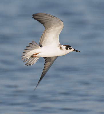 Black Tern (Chlidonias niger) photo image