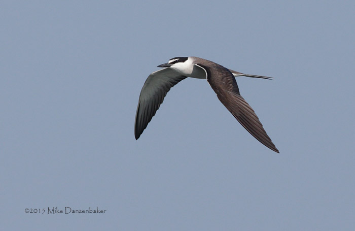 Bridled Tern (Onychoprion anaethetus) photo image
