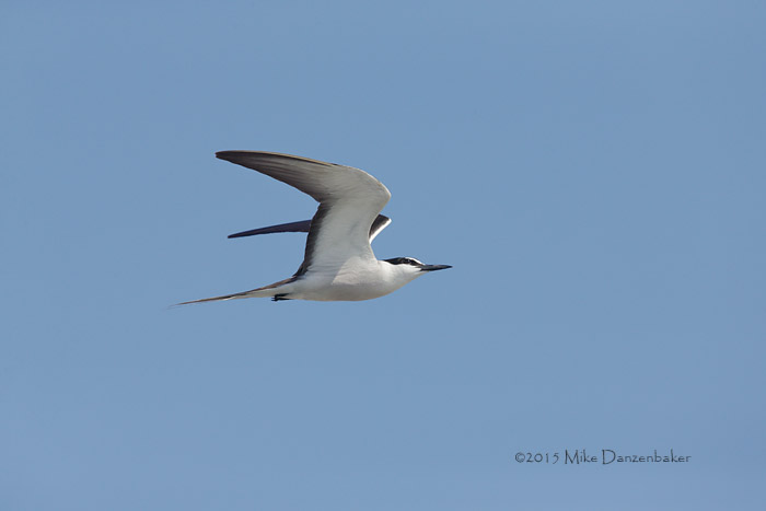 Bridled Tern (Onychoprion anaethetus) photo image