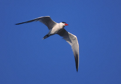 Caspian Tern (Hydroprogne caspia) photo image