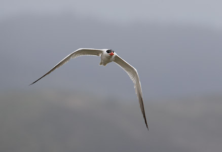 Caspian Tern (Sterna caspia) photo