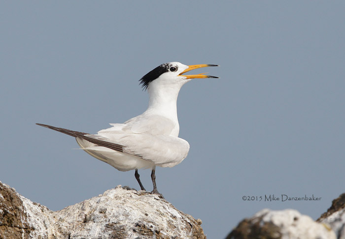 Chinese Crested Tern (Thalasseus bernsteini) photo image