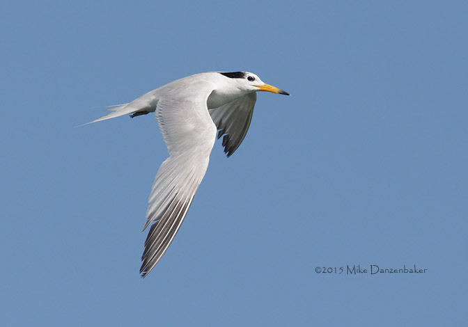 Chinese Crested Tern (Thalasseus bernsteini) photo image