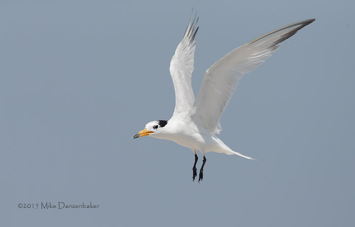 Chinese Crested Tern (Thalasseus bernsteini) photo