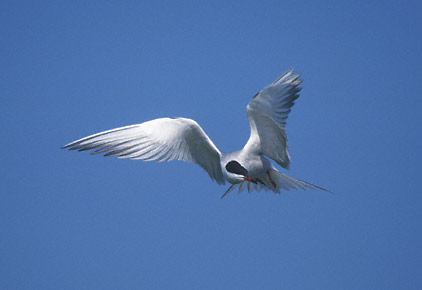 Common Tern (Sterna hirundo) photo image