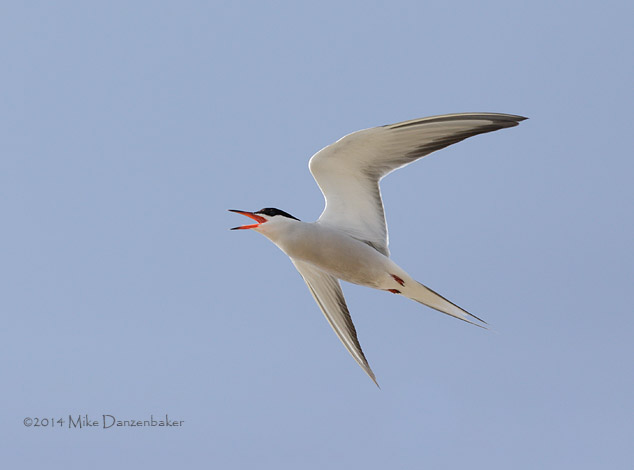 Common Tern (Sterna hirundo) photo image