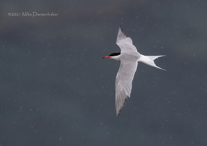 Common Tern (Sterna hirundo) photo image