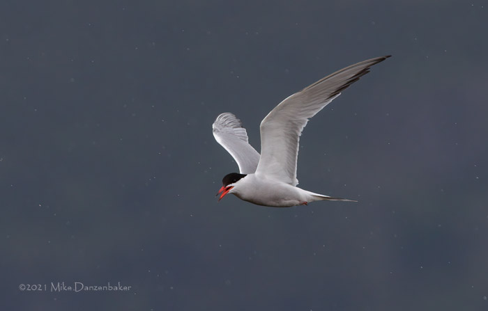 Common Tern (Sterna hirundo) photo image