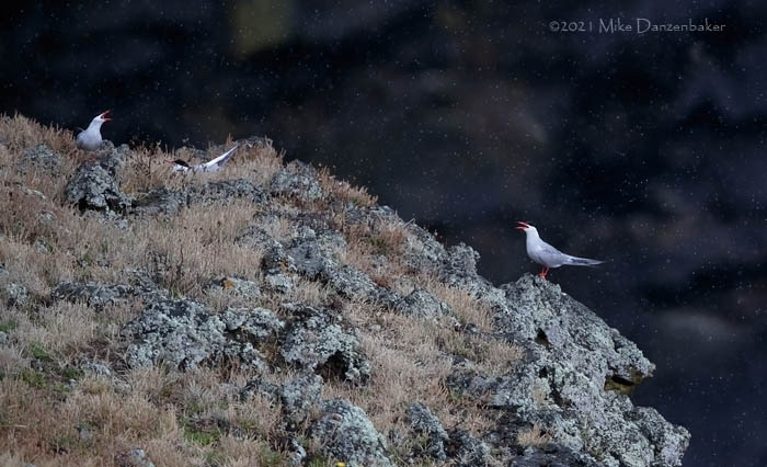 Common Tern (Sterna hirundo) photo image