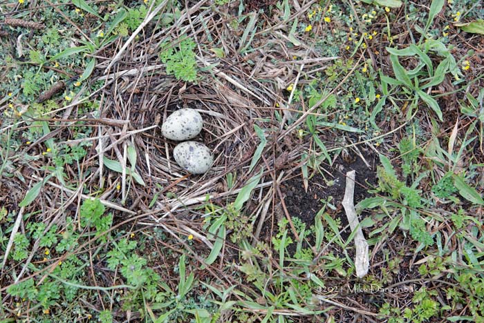 Common Tern (Sterna hirundo) photo image